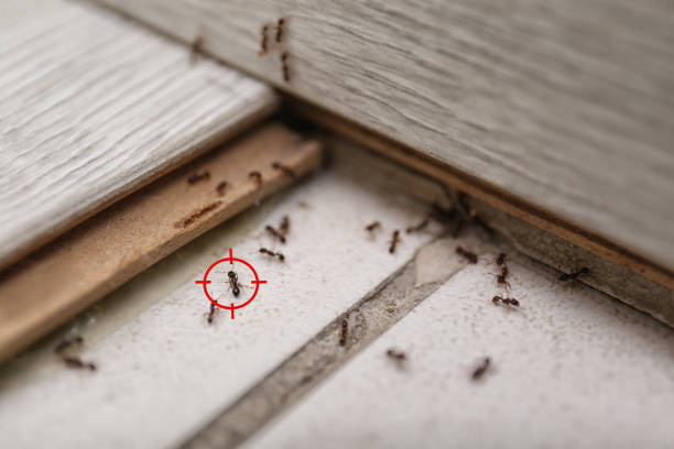 Best Local Pest Control Services  in Hardeeville, SC