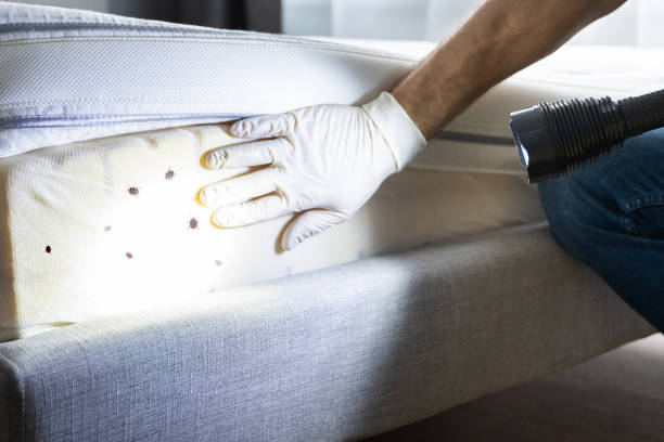 Best Insect Control  in Hardeeville, SC