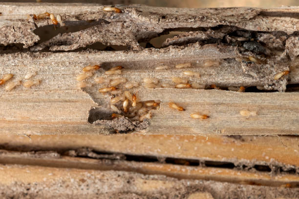 Best Cockroach Control Services  in Hardeeville, SC