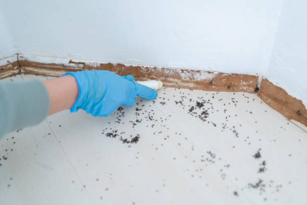 Best Local Pest Control Services  in Hardeeville, SC